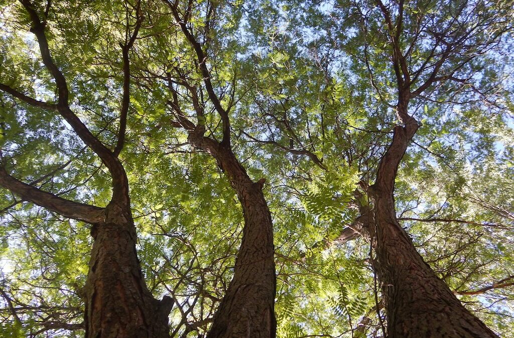 A tribute to a Honey Locust