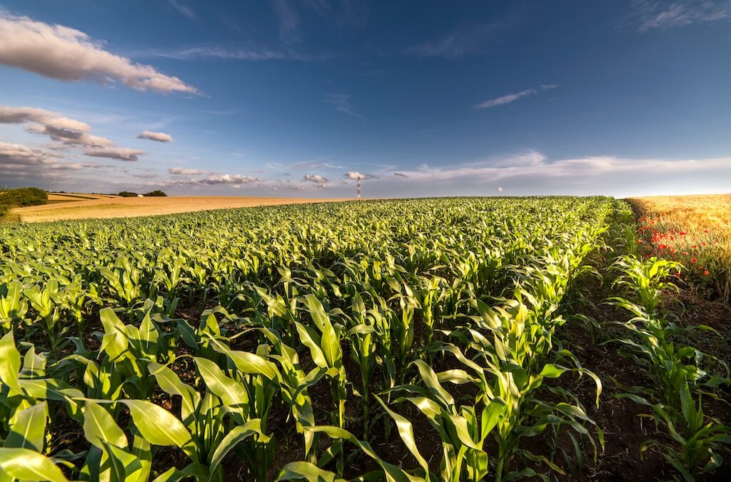 Your Home Should Not Be Like Corn